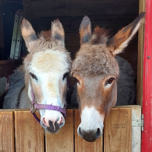 Meet your Posher, Lisa - Picture 3 of 11